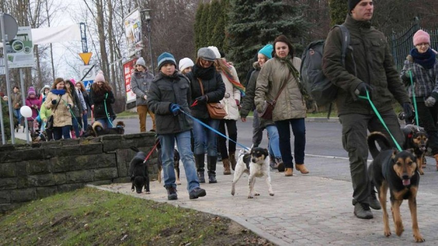 Dzień kundelka Chorzów