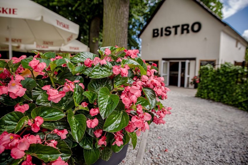 Bistro przy wałbrzyskiej Palmiarni. Pyszne lody pod rozłożystymi lipami.