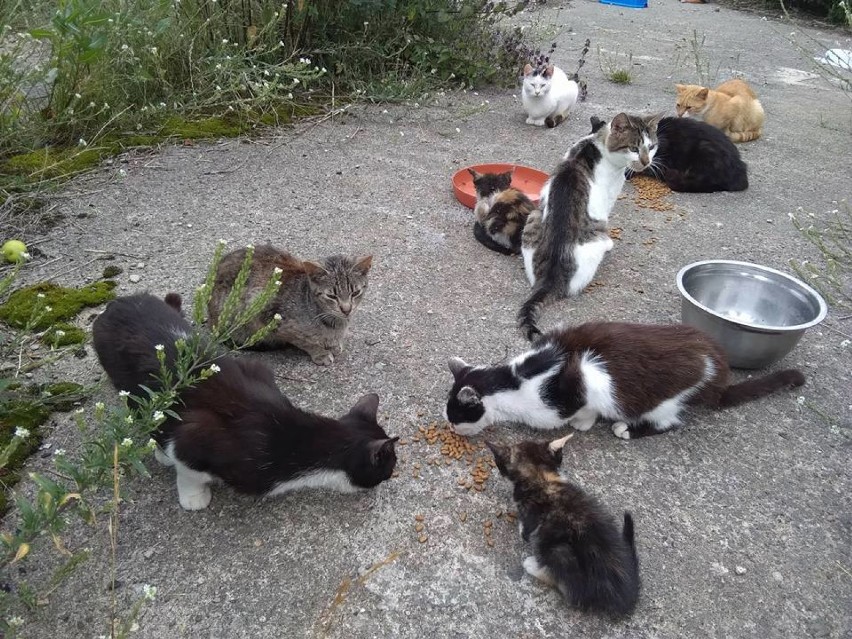 18-latek zgromadził 70 kotów