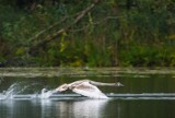 Październikowe liczenie ptaków na Wigrach. Najliczniejszym ptakiem jest kormoran