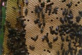 Powiaty augustowski i sejneński zarezerwowane dla chronionej pszczoły augustowskiej? Pszczelarze chcą dopłat 