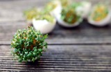 Nie wyrzucaj skorupek po jajkach! 14 sposobów na ich wykorzystanie