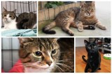 Przygarnij Kotleta! Te koty czekają na nowy dom w schronisku dla zwierząt w Poznaniu