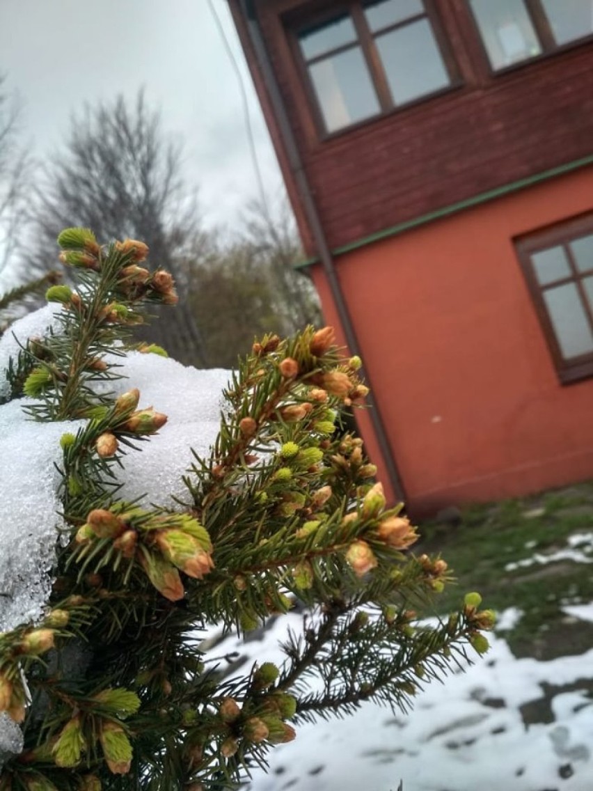 Śnieg w górach nadal trzyma. Niestety, to nie koniec przymrozków