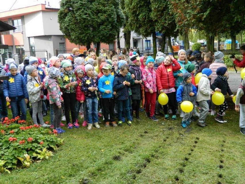 Pola Nadziei w Kłobucku. Gmnazjaliści posadzili żonkile [FOTO]