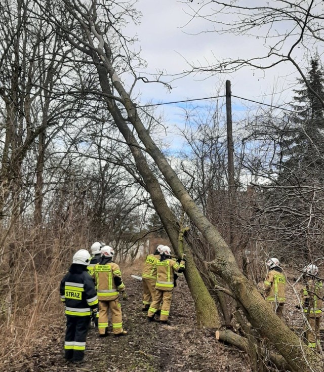 Strażacy z Radzynia Chełmińskiego i Czeczewa usuwali dwa drzewa, które oparły się o linię energetyczną