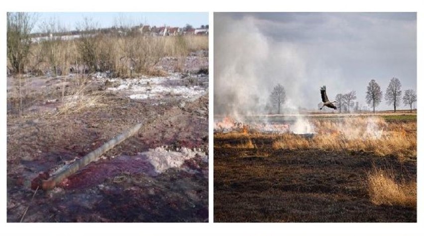 Strażnicy spotykają się z uczniami na zajęciach i rozmawiają...