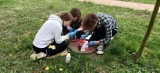 Młodzież odnowiła głazy przy dębach katyńskich w Zduńskiej Woli ZDJĘCIA