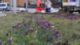 Wiosna wreszcie przyszła do Kielc. W centrum miasta pojawiły się pierwsze kwiaty. Zobacz zdjęcia