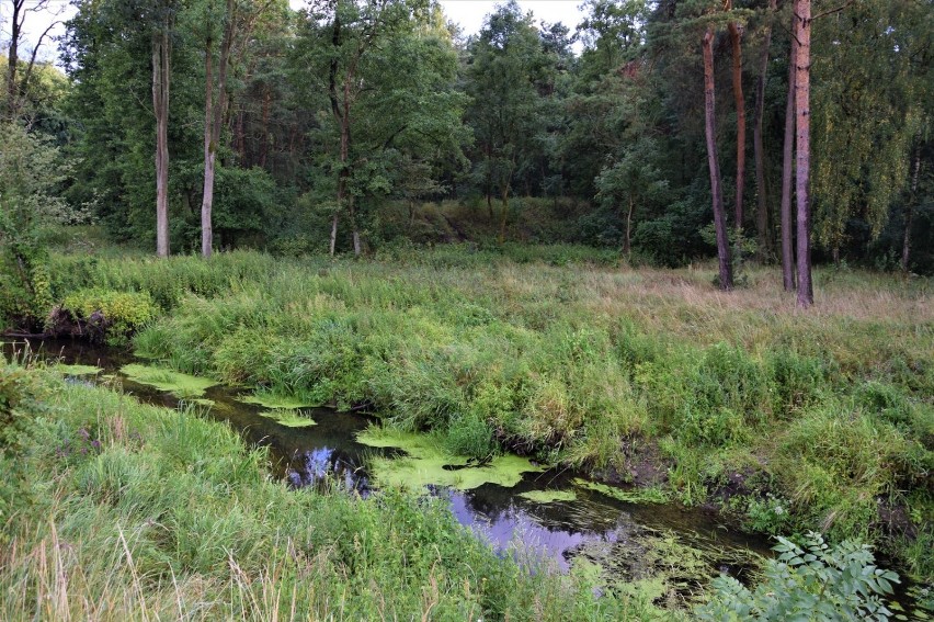 HISTORIA „Räuberberg”, czyli prastare grodzisko nad Flintą w Nininie