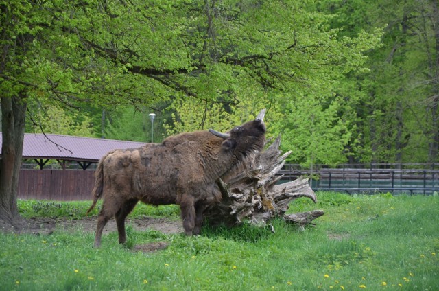 Białowieski Park Narodowy będzie bardziej dostępny dla osób ze szczególnymi potrzebami