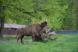 Białowieski Park Narodowy będzie bardziej dostępny dla niepełnosprawnych