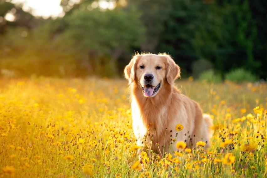 Golden Retriever...