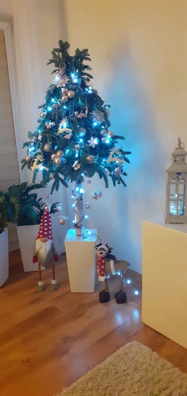 Choinki bożonarodzeniowe Czytelników portalu Kalisz.NaszeMiasto.pl. Zobacz najładniejsze świąteczne drzewka. ZDJĘCIA