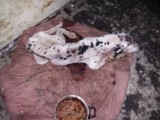 Zagłodzony dalmatyńczyk w Pszowie. Potrzebna pomoc