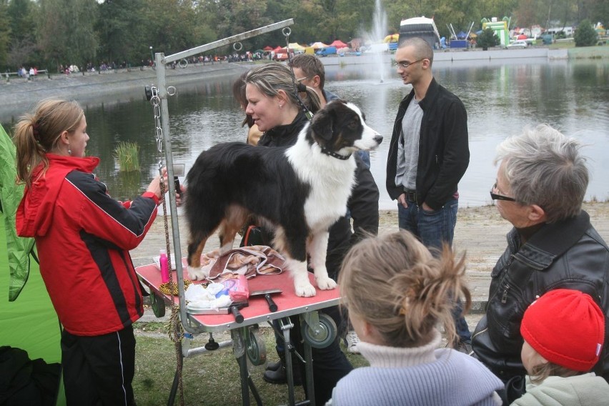 Wystawa psów rasowych w Rybniku 2013.