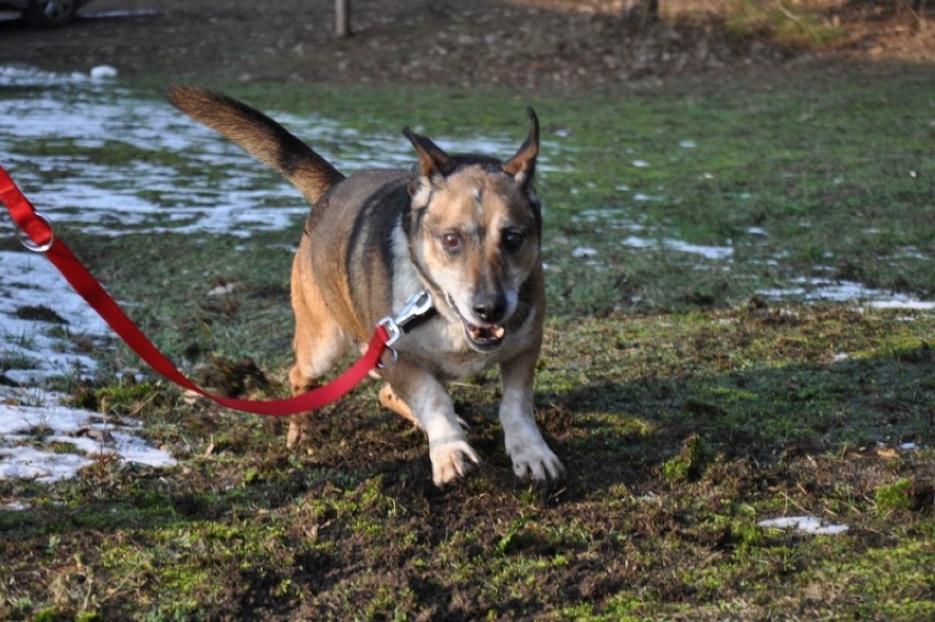 Ten pies czeka na adopcję już 11 lat! Może czeka właśnie na Ciebie