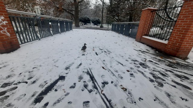 Śnieg może stopnieć do czwartkowego popołudnia, ale jeśli tak się nie stanie, to najpewniej poleży co najmniej przez kilka dni.