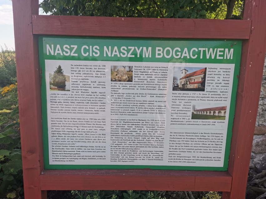 Najstarsze drzewo w Polsce rośnie na Dolnym Śląsku. Sprawdziliśmy w jakim jest stanie [ZDJĘCIA]