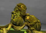 W zamojskim zoo przyszły na świat małpki pigmejki. ZDJĘCIA