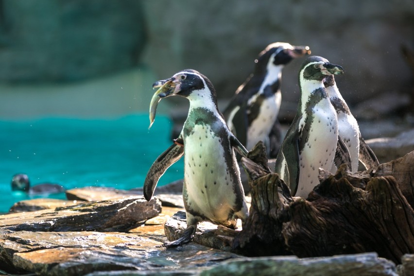 Kraków. Można znów zobaczyć pingwiny w krakowskim zoo [FILM]