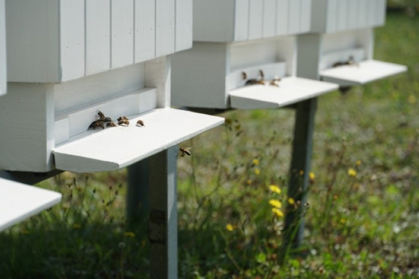 Najpierw Miejska pasieka Bee Bee w Żorach, później ogród...