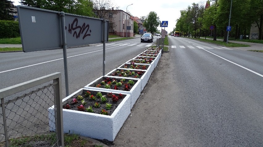 Inowrocław. Nasadzenia kwiatów przy drogach powiatowych [zdjęcia]