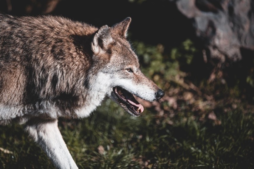 W lubuskich lasach mieszka kilkaset wilków.