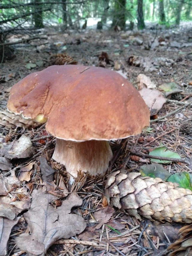 W powiatach zgierskim, łaskim, tomaszowskim, a także kutnowskim i skierniewickim trwa wielkie letnie grzybobranie. Najczęściej zbierane są kurki, ale w lasach rosną już podgrzybki i prawdziwki. Niestety, wiele grzybów jest robaczywych, jest ich o wiele więcej niż jesienią.

Na grzyby można się wybrać także bliżej Łodzi: zbiorami chwalą się osoby, które odwiedziły Las Łagiewnicki. Wielu grzybiarzy skarży się jednak na to, że grzyby mają lokatorów.

Czytaj dalej