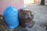 Wiosenna zbiórka odpadów zielonych w Sopocie
