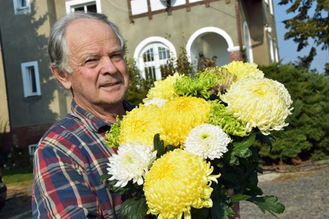 Chryzantemy z Lipiec pod Legnicą