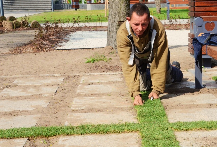 Na placu Wolności w Bełchatowie układają rolki trawy, które wypełnią dziury między płytami chodnikowymi 