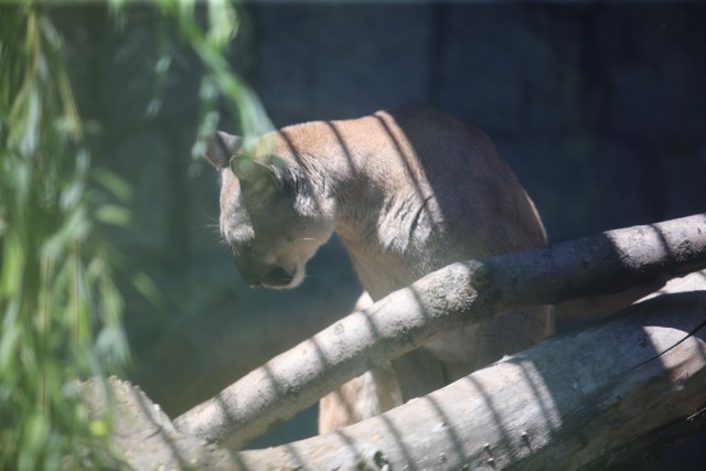 Puma Nubia w Śląskim Ogrodzie Zoologicznym 

Zobacz kolejne zdjęcia/plansze. Przesuwaj zdjęcia w prawo - naciśnij strzałkę lub przycisk NASTĘPNE