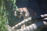 Puma Nubia codziennie wychodziła na spacery. Brała udział też w sesjach zdjęciowych. Czy tak zachowuje się dziki kot?