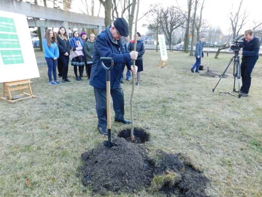 Piła: PSL sadzi drzewa