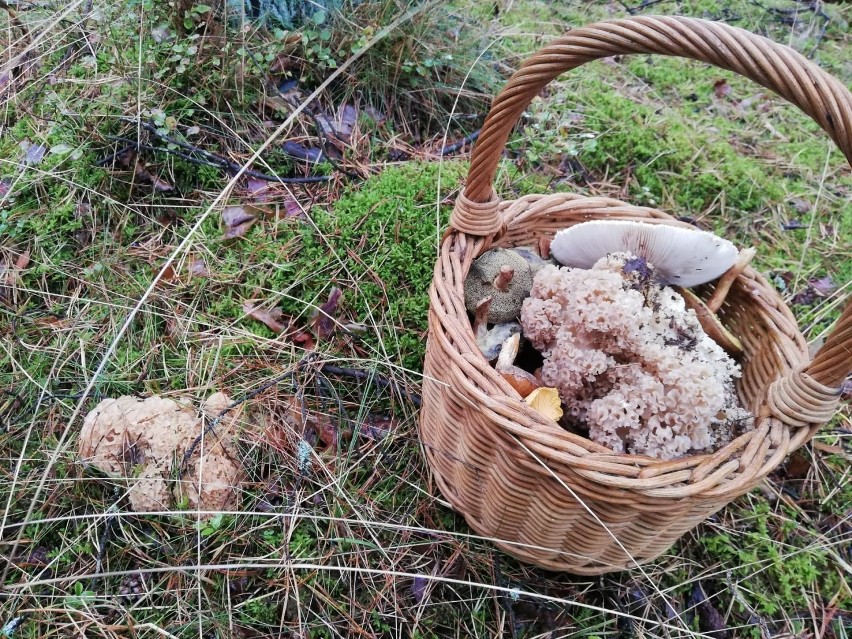 Sezon grzybowy w lasach koło Szczecinka powoli się kończy. Ale grzyby jeszcze są [zdjęcia]