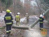 Wichura szaleje po Szczecinie i regionie. Powalone drzewa blokują drogi i tory kolejowe
