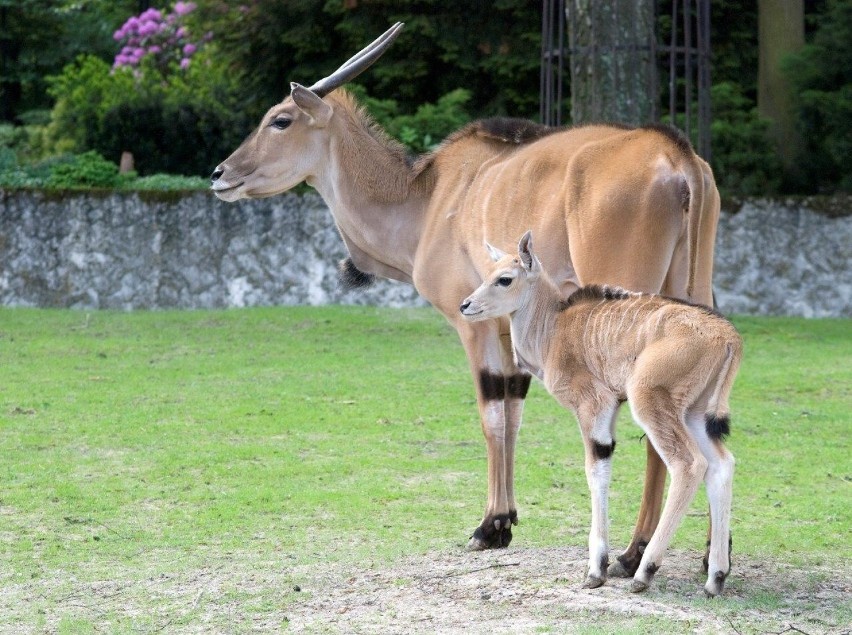 Antylopy eland - u nich też są młode