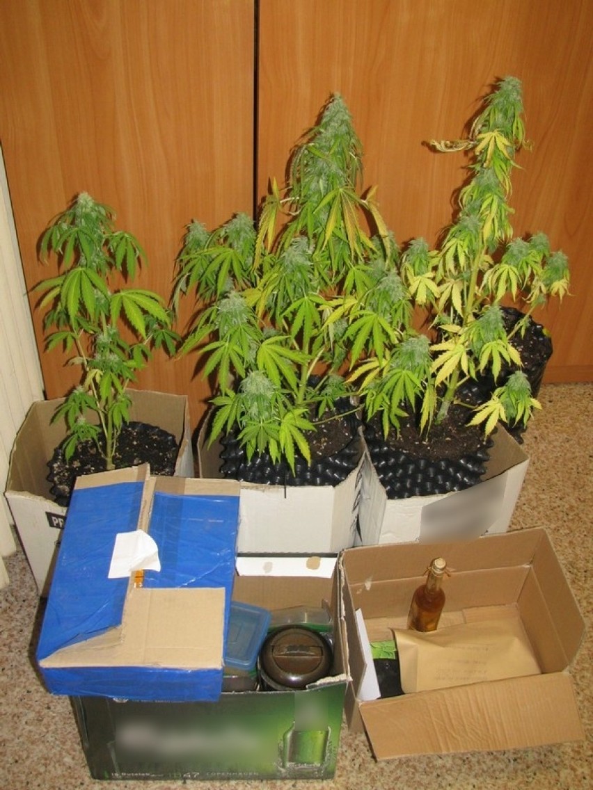 Lęborczanin zatrzymany za handel i uprawę marihuany