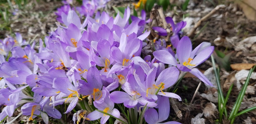 Wiosenne kwiaty na działkach w Czeladzi Zobacz kolejne...