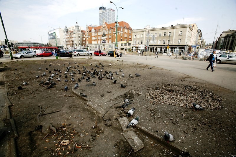 Gołębie nic sobie nie robią z przebudowy centrum Katowic