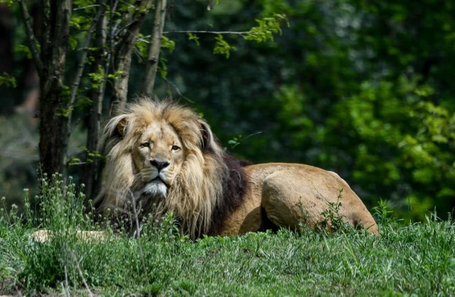 Lwy w zoo w Gdańsku