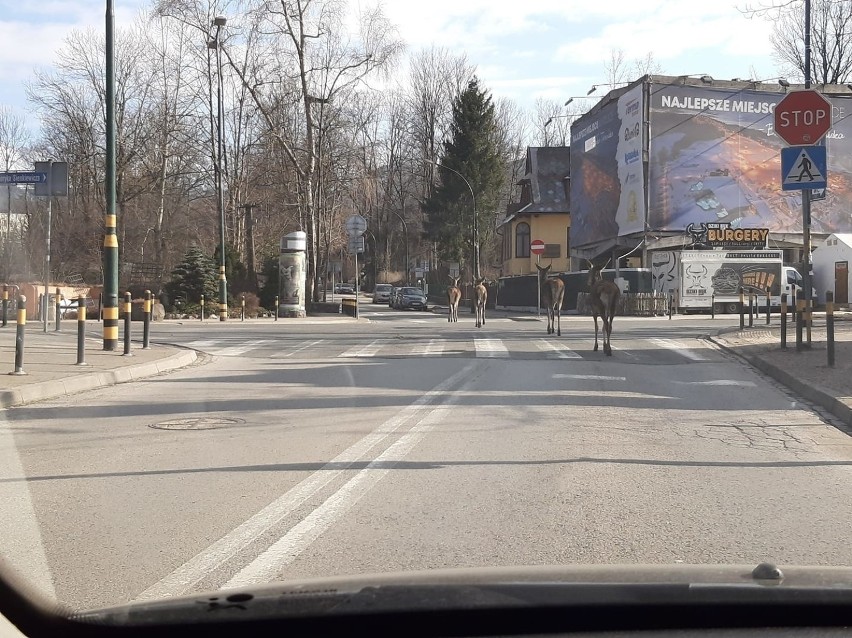 Łanie przemierzają ulicę Sienkiewicza i Kościuszki, która...