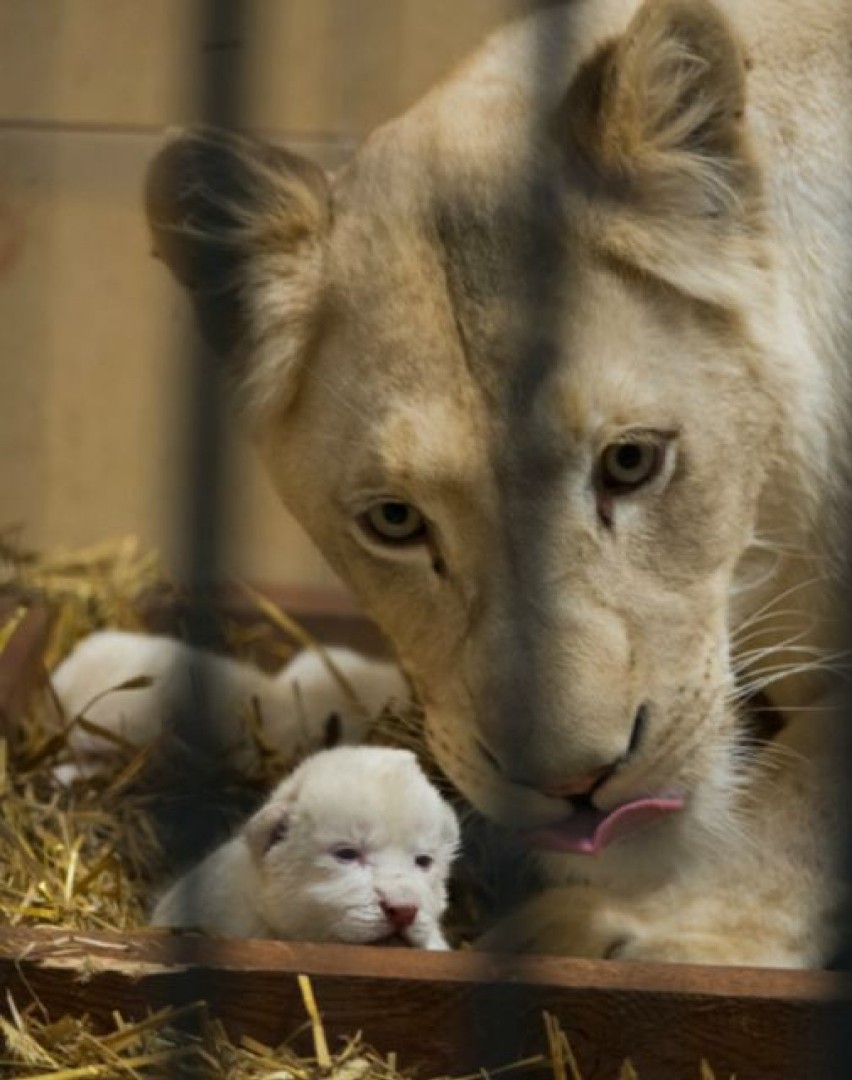 To pierwsze narodziny białych lwów w Polsce. Trzy kociaki...