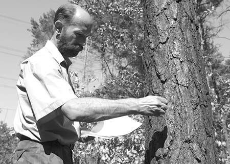 Jarosław Siekacz sprawdza, czy kolejne wysuszone drzewo ma szansę na przeżycie.