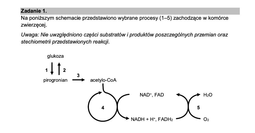 Matura 2022 biologia. Odpowiedzi, arkusze CKE, zadania [12.05.2022]