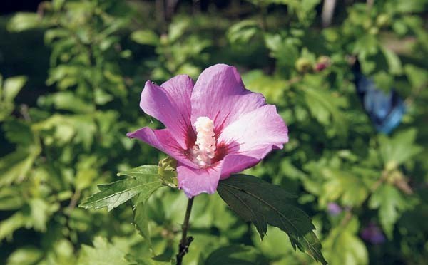 Hibiscus