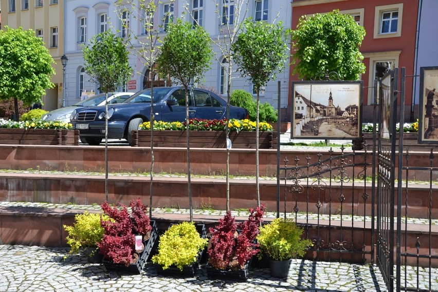 Będzie zielono! Kilkaset krzewów przy drodze w Drogosławiu