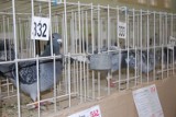 Hodowcy gołębi pocztowych szykują jesienią wystawę w Mroczy