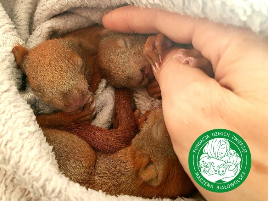 Trzy wiewiórki wypadły z dziupli i... trafiły po pomoc do Fundacji Dzikich Zwierząt  